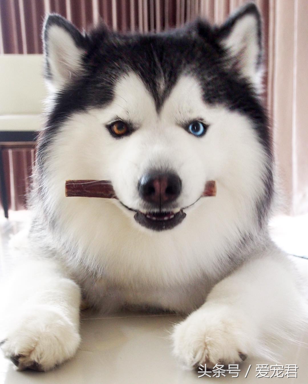 狗狗可以吃油的食物吗,狗狗可以吃带油食物吗