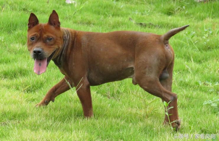 中国顶级川东猎犬,川东猛犬