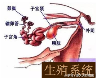 反常有解：母猪生的第一头和中间一头小猪为啥小？