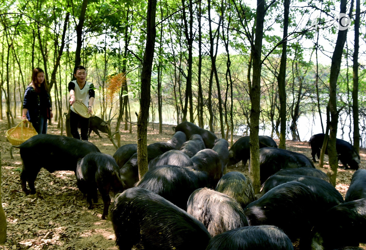 猪饲料中毒猪会有什么反应,猪饲料太多中毒怎么办