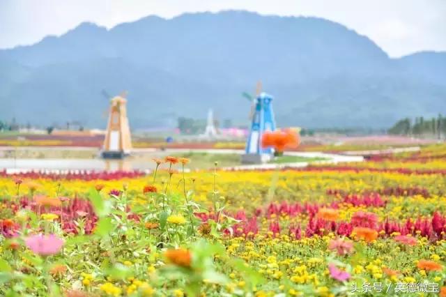 刘家旺普罗旺斯薰衣草花海,法国普罗旺斯薰衣草花海唯美视频