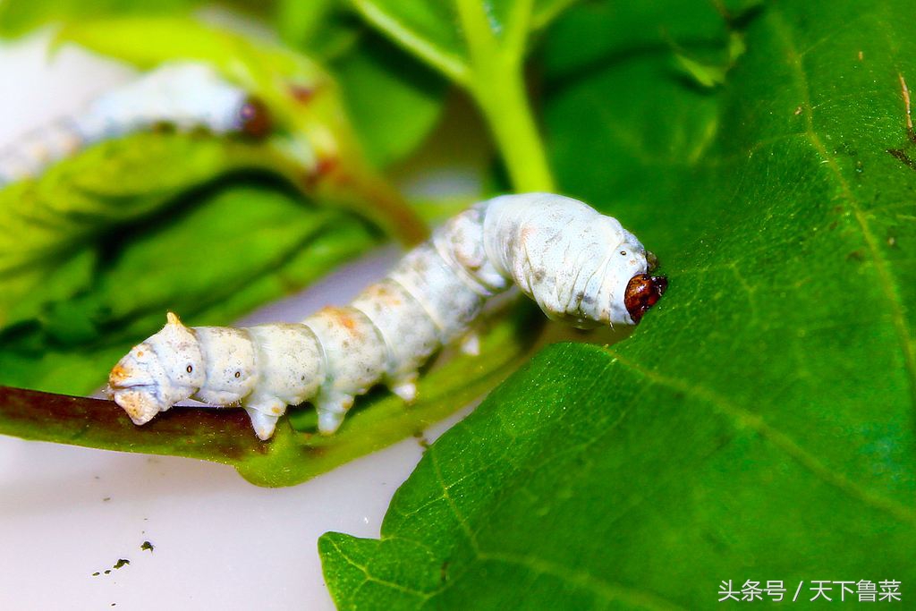 吐丝不结茧,吐司不拉丝
