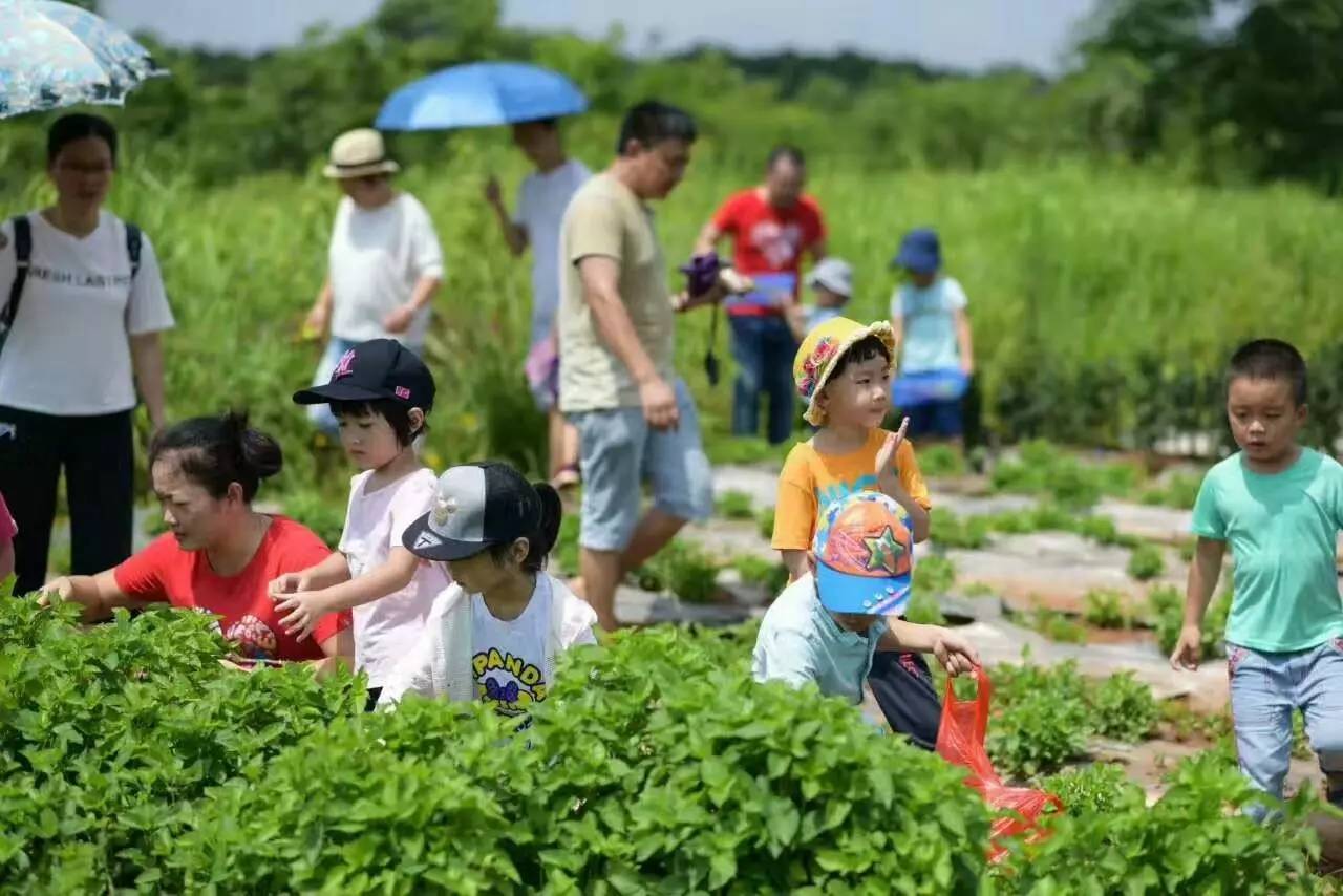 仲夏海口│探幽访古欢乐摘果听蝉鸣