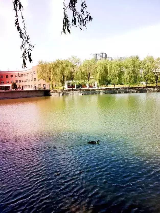 沈阳师范大学青春,再见青春沈阳