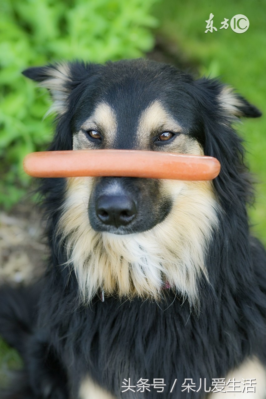 家里不同意养狗但想养狗怎么办,怎么能让家里人养狗