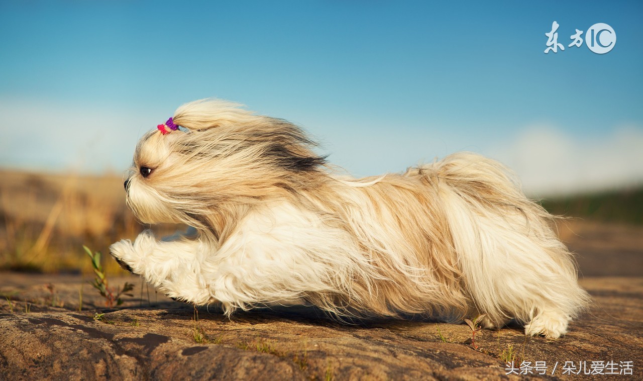 家里不同意养狗但想养狗怎么办,怎么能让家里人养狗