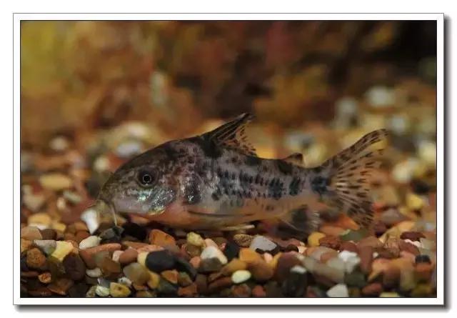 鼠鱼的发病季节,鼠鱼抗病