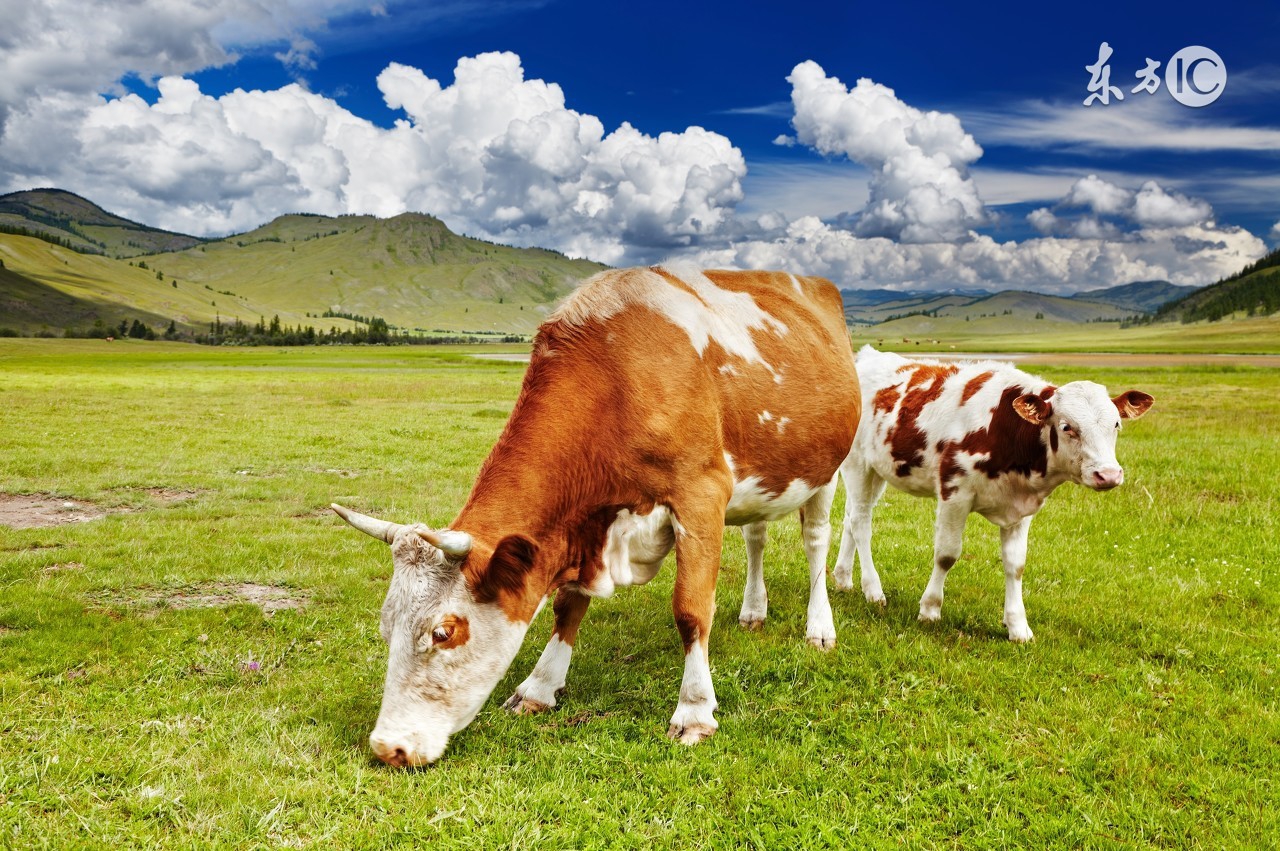 属牛人取什么名字能带来好运,属牛的人起什么名字有好运气