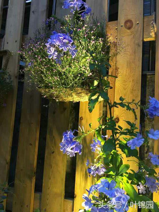 锦园，心得自在呼吸