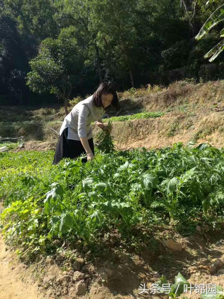 锦园，心得自在呼吸