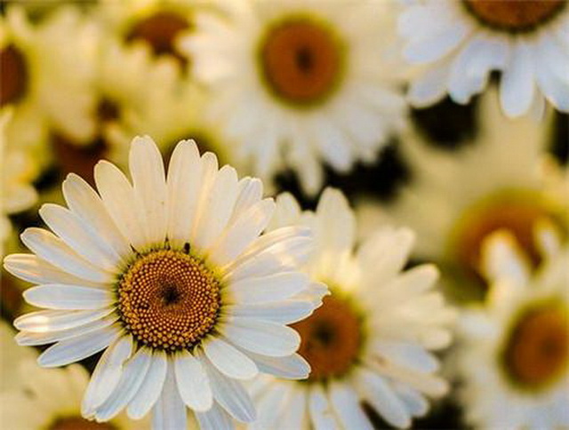 脸上一直好不了的*血丝红**需看完,你真的相信洋甘菊能彻底除掉它?