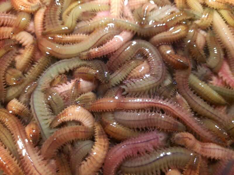 福建恐怖食物,福建十大恐怖美食