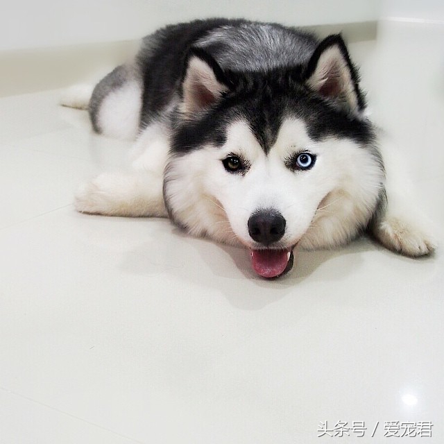 狗狗可以吃油的食物吗,狗狗可以吃带油食物吗