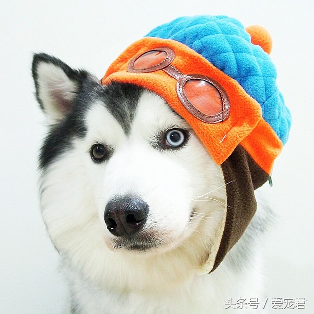 狗狗可以吃油的食物吗,狗狗可以吃带油食物吗