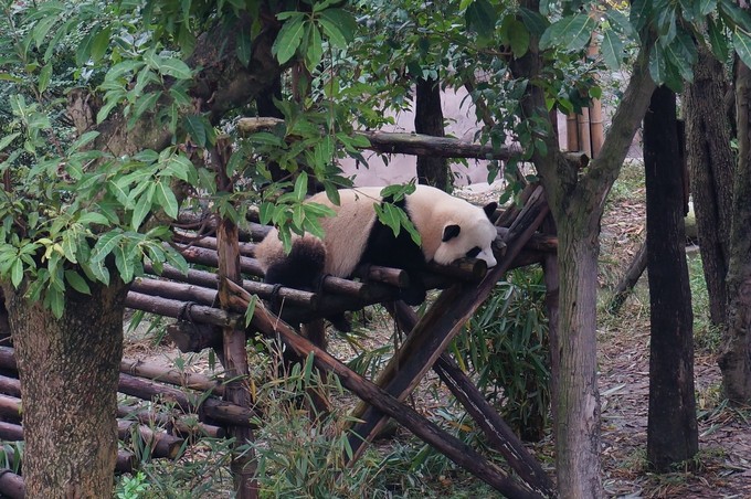 四川九寨沟特产美食,成都九寨美食攻略