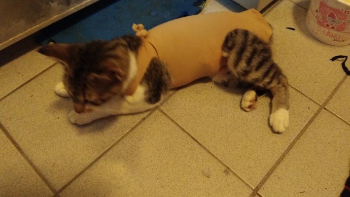 猫咪结扎之后需要注意什么,猫咪结扎前一定要打三联