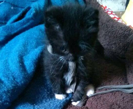 猫咪牙齿被划伤,猫咪牙齿被磕碎了