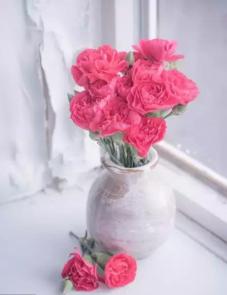 母亲节妈妈嘴里说着不喜欢花,母亲节妈妈不喜欢花吗