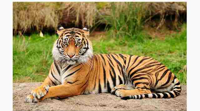 属虎的五月有什么大事,属虎的今日大事