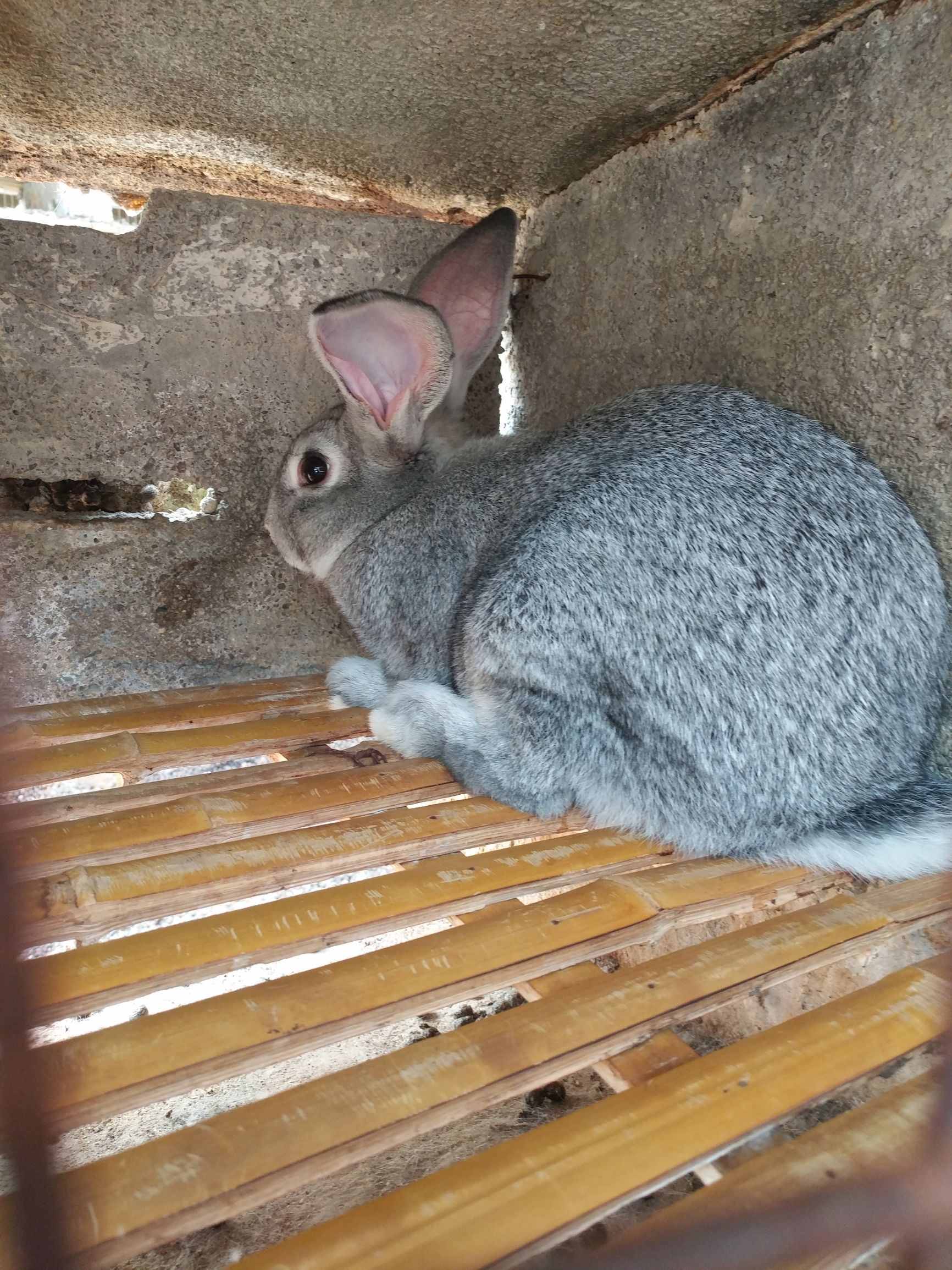 刚逮回来的种兔应该怎样预防,杂交野兔和家兔哪个好养