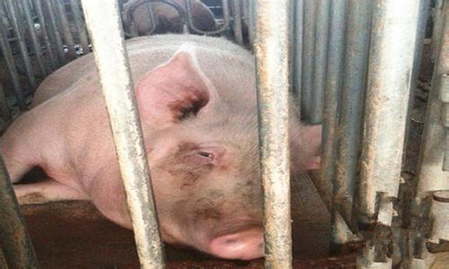 养猪技术猪发热怎么办,养猪遇热应激反应该怎么处理