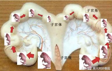 反常有解：母猪生的第一头和中间一头小猪为啥小？
