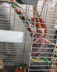 GIF，当你走在高山流水，要小心画地为牢！哈哈！走村庄里要小心！