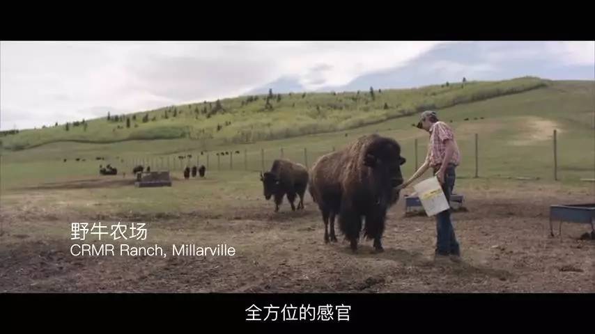 如此狂野的卡尔加里，可以造就怎样神奇的音乐？