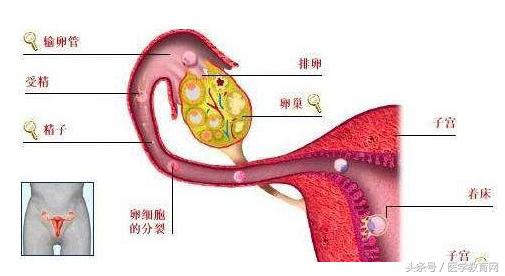 胎儿发育过程视频,胎儿发育全过程图