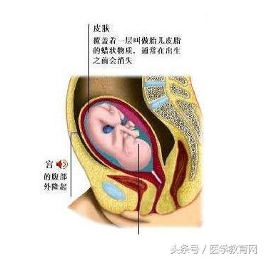 胎儿发育过程视频,胎儿发育全过程图