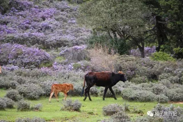 毕业了，我们去丽江吧附：毕业旅行青旅推介