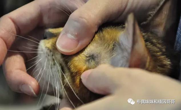 猫癣真的可怕吗,猫癣真的那么可怕吗