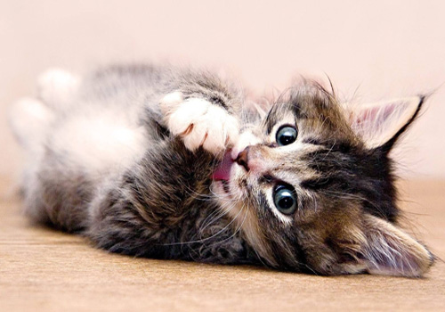 小猫咪食量突然增大,小猫咪怎么学会控制食量