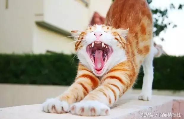 猫咪口臭怎么解决,猫咪牙齿