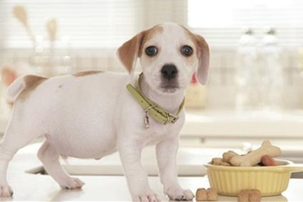 狗狗毛发干枯粗糙怎么办用护毛素,狗狗毛发毛躁怎么护毛