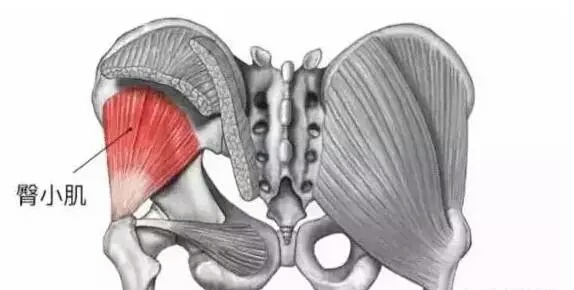 蜜臀肌肉怎么锻炼,练蜜臀的王牌动作