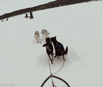 兔子弹跳动态图,gif一张图告诉你兔子的弹跳力