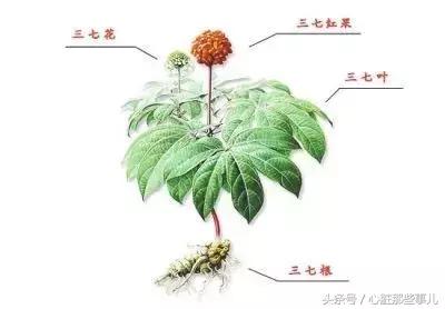 三七粉可以当作保健服用吗,三七粉可以用什么药代替