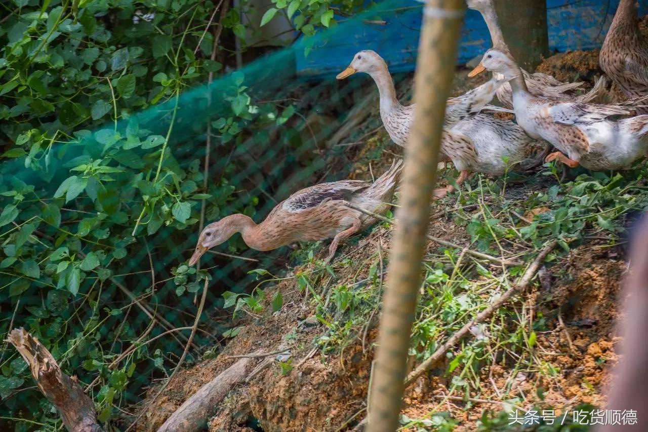 高明可以摘水果的农庄,高明60亩农庄