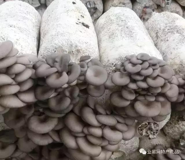 食用菌系列介绍,无添加7款菌菇