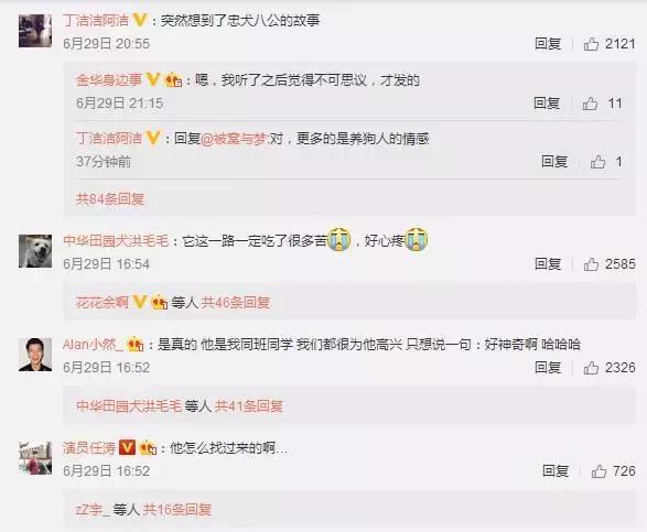 狗狗记忆力揭秘,狗狗有哪些神奇的记忆