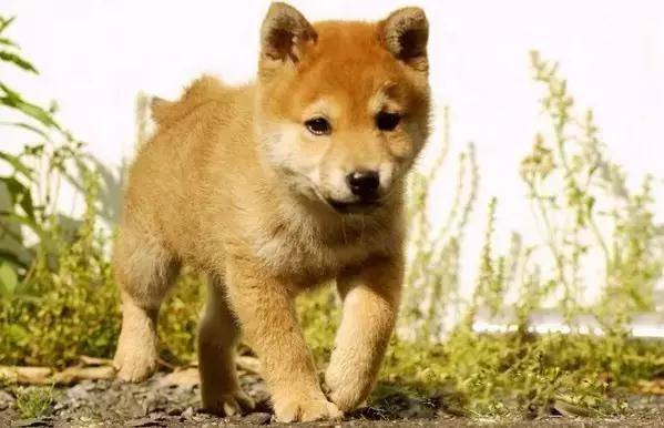 狗狗记忆力揭秘,狗狗有哪些神奇的记忆