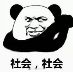 汪星人看约克犬,汪星人看到大批喵星人