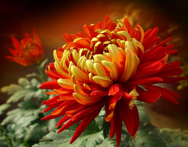 你是几月出生的就开什么花,猜猜你是什么样的花