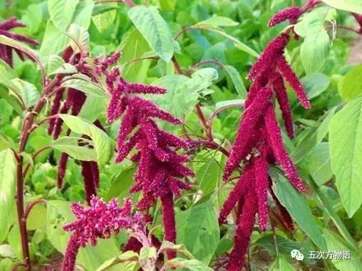 苋菜又叫什么菜长寿菜,灰菜和藜菜