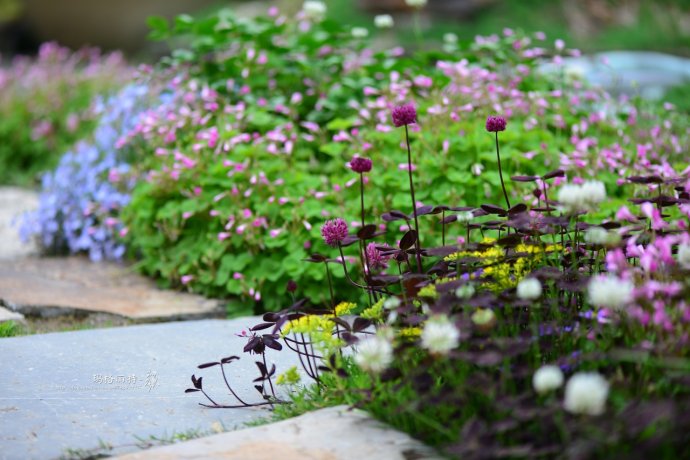 鎷滆涓滅鑽夊爞,鑺卞洯鎷滆
