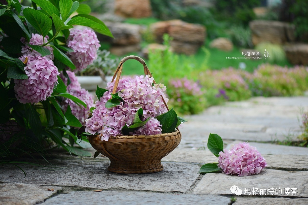 鎷滆涓滅鑽夊爞,鑺卞洯鎷滆
