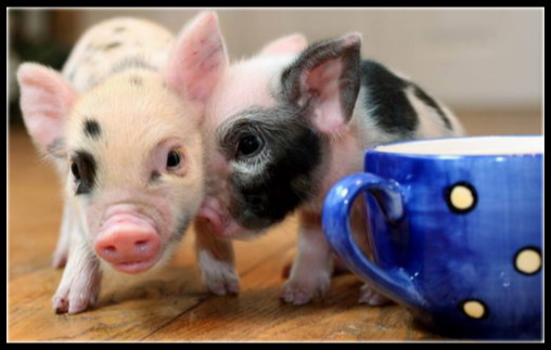 可爱宠物茶杯犬100元一只,英国微型宠物猪