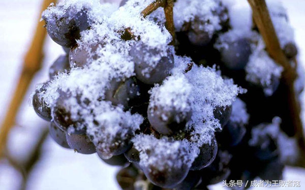 关于冰球你了解多少,关于冰酒的知识