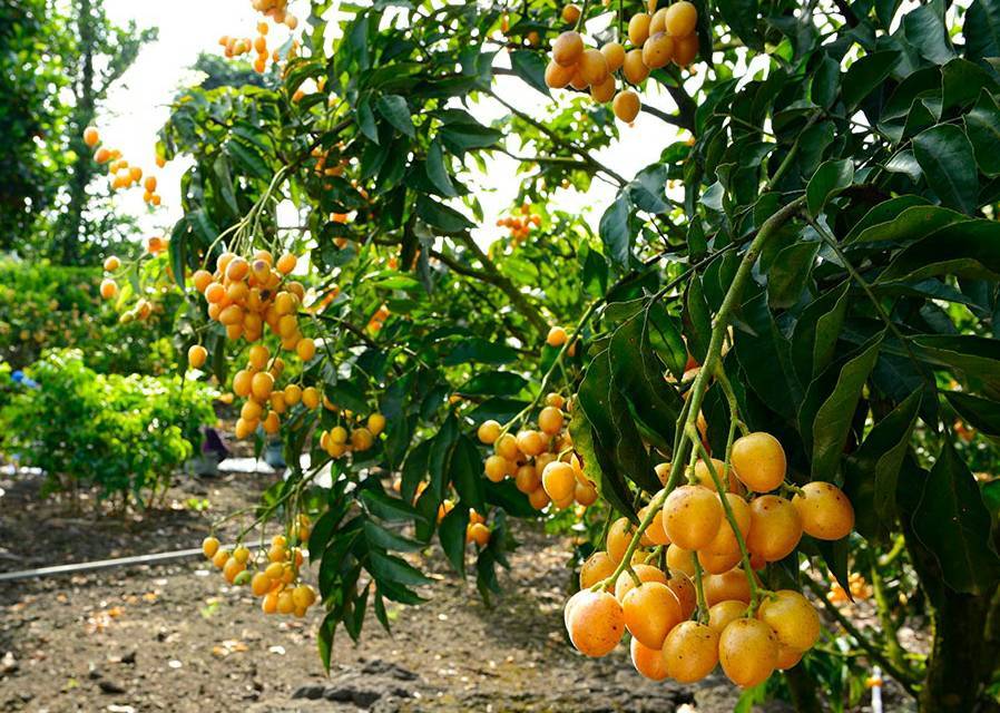 仲夏海口│探幽访古欢乐摘果听蝉鸣